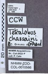 Etikette zu Tetralobus chassaini (NHMW-ZOO-COL-0010566)